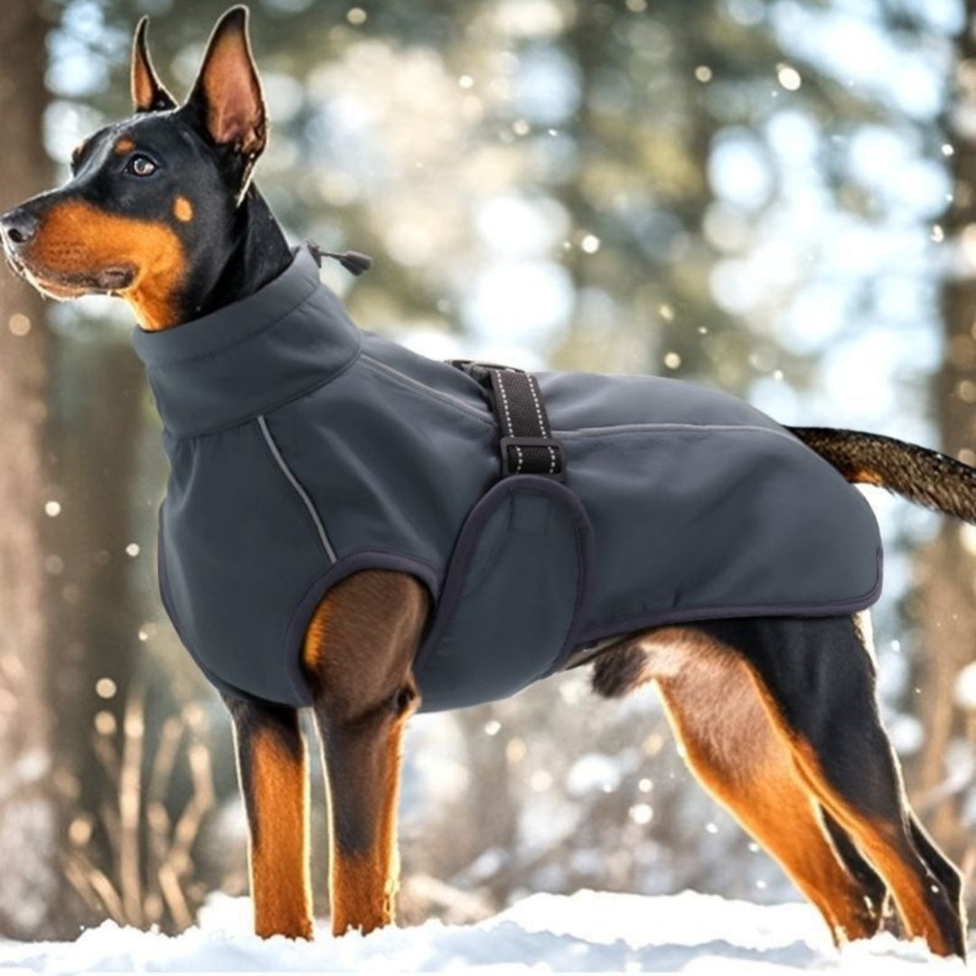 Dog wearing the black teddy-fleece winter coat in the snow
